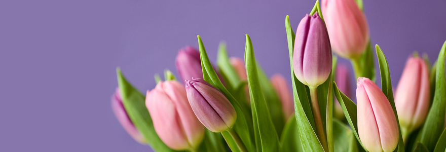 tulipe